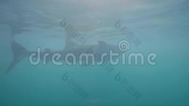 成年鲸鲨在透明的海水中游泳。 野生鲸鲨水下海洋。 水下视野海洋生活